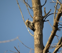 Melanerpes aurifrons