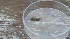 Chrysocramboides craterella