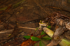Lithobates lenca