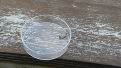 Chrysocramboides craterella