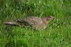 Tetrao urogalloides kamtschaticus