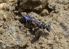 Sceliphron argentifrons