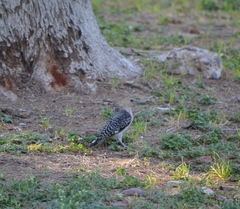Melanerpes aurifrons