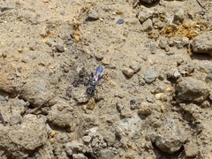 Sceliphron argentifrons