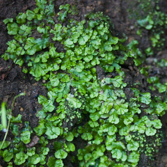 Cryptomitrium tenerum