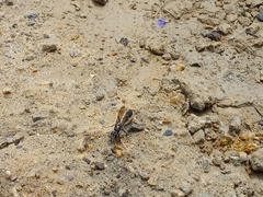 Sceliphron argentifrons