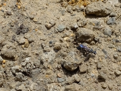 Sceliphron argentifrons