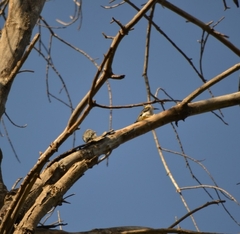 Melanerpes aurifrons