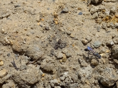 Sceliphron argentifrons