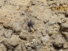 Sceliphron argentifrons