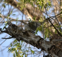 Melanerpes aurifrons