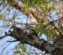 Melanerpes aurifrons