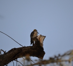 Melanerpes aurifrons
