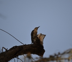 Melanerpes aurifrons