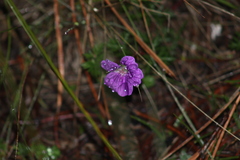 Geranium potentillifolium