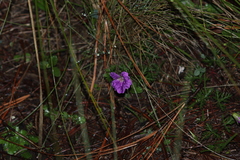 Geranium potentillifolium