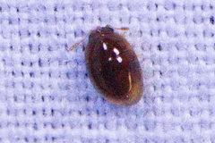 Rhyzobius lophanthae