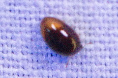 Rhyzobius lophanthae