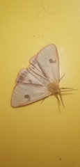 Diacrisia