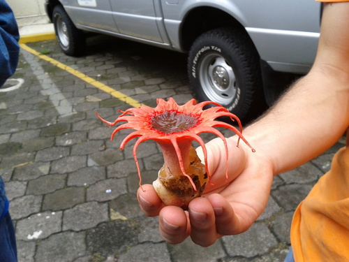 anemone stinkhorn fungus