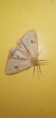 Diacrisia