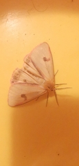 Diacrisia