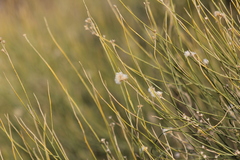 Baccharis spartioides