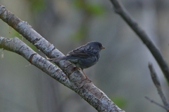 Emberiza variabilis