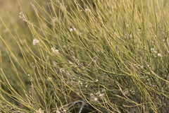 Baccharis spartioides