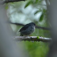 Emberiza variabilis