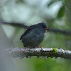 Emberiza variabilis