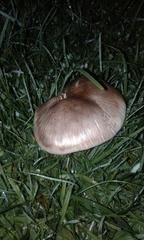 Agaricus