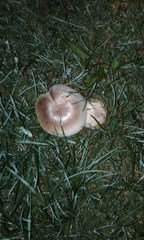 Agaricus
