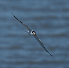 Sternula antillarum browni