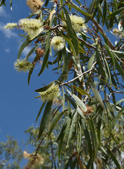Melaleuca viridiflora attenuata