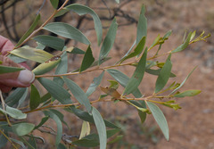 Acacia leptostachya