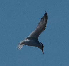 Sternula antillarum browni