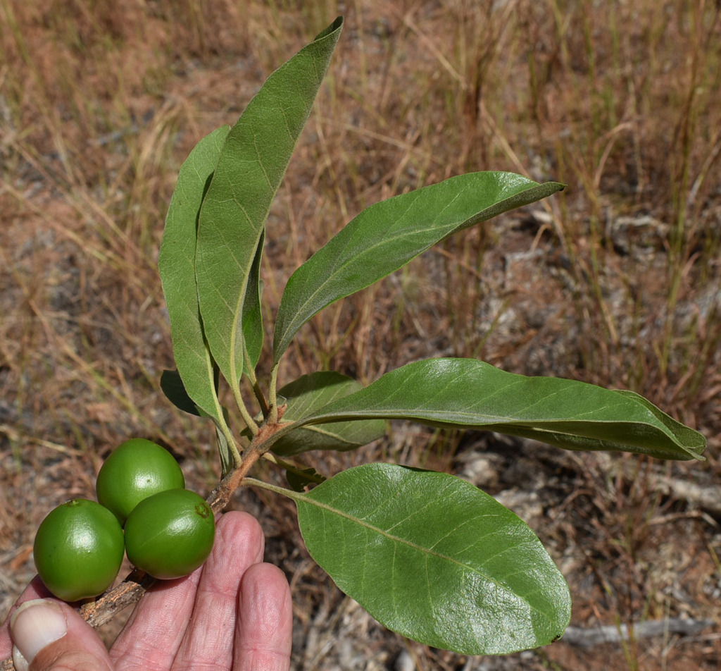 Planchonella