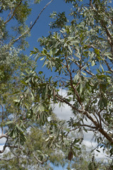 Melaleuca nervosa
