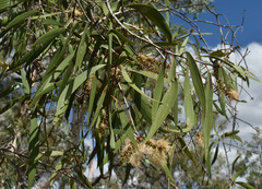 Melaleuca viridiflora attenuata