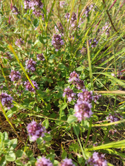 Thymus nummularius
