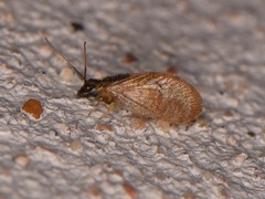Sympherobius barberi