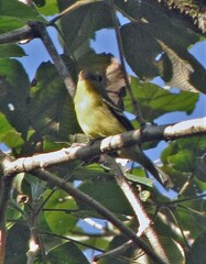 Piprites chloris