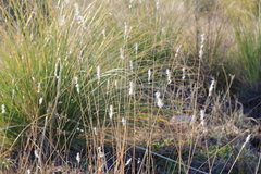 Bothriochloa springfieldii