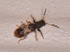 Pelonium leucophaeum