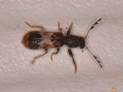 Pelonium leucophaeum