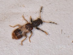 Pelonium leucophaeum