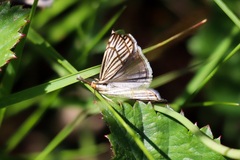 Chrysocramboides craterella