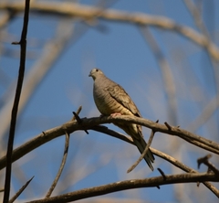 Columbina inca