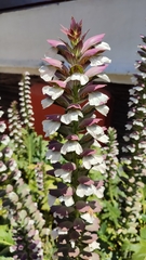 Acanthus mollis